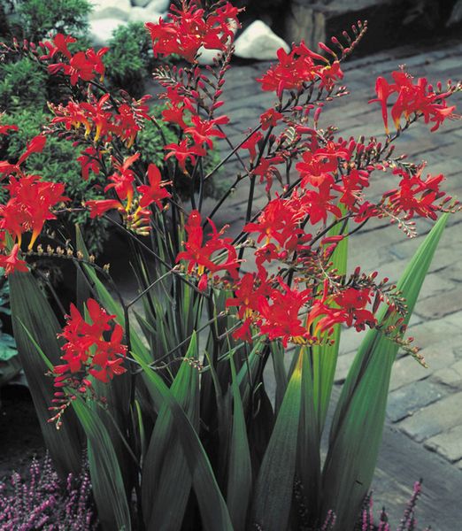 Crocosmia 'Lucifer'